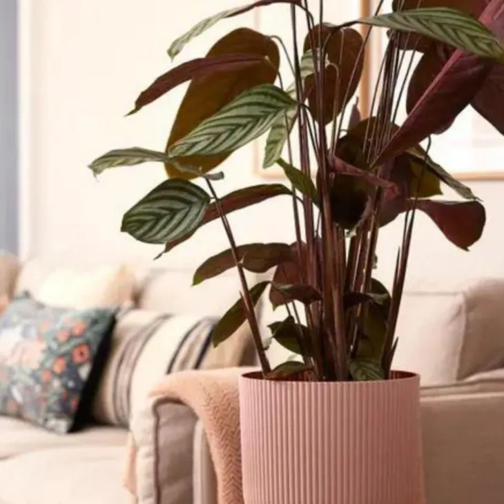 Cache-pot rose poudré Elho Vibes Fold Roues - Ø 35 cm