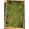 Caisse de mousse naturelle verte pour décoration de Noël - 16 x 24 cm