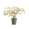 Caladium - Ø 24 cm
