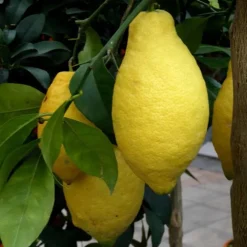 Calamondin. La coupe de diamètre 21 cm en forme mini tige