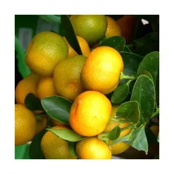 Calamondin. Le pot de 7 litres
