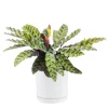 Calathea Lancifolia vert en pot blanc émaillé botanic®. Le pot Ø 18 cm