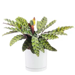 Calathea Lancifolia vert en pot blanc émaillé botanic®. Le pot Ø 18 cm