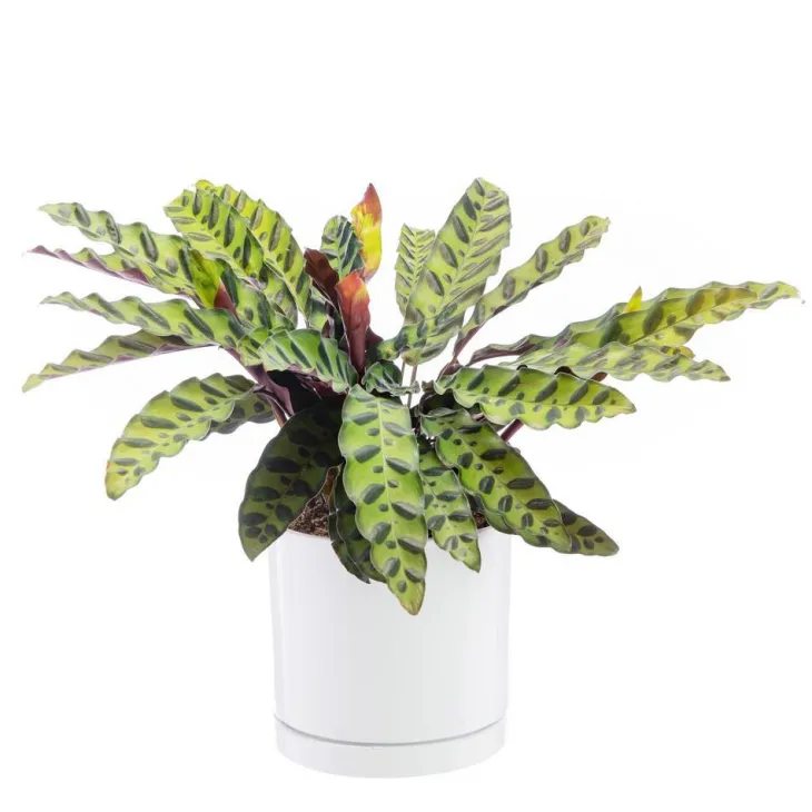Calathea Lancifolia vert en pot blanc émaillé botanic®. Le pot Ø 18 cm