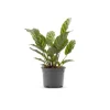 Calathea Zebrina multicolore. Le pot Ø 10,5 cm