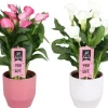 Calla vert avec cache pot en céramique. Le pot Ø 15 cm
