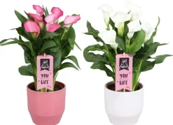 Calla vert avec cache pot en céramique. Le pot Ø 15 cm