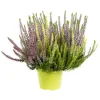 Callune variété Arlequin. Le pot de 1 litre
