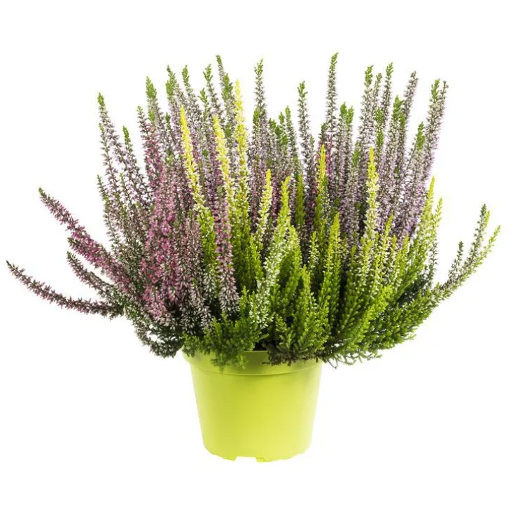 Callune variété Arlequin. Le pot de 1 litre