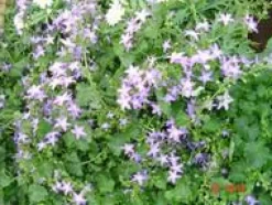 Campanula Isophylla - Le pot de 10,5 cm