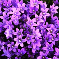 Campanula Poscharskyana - Le pot de 3 litres