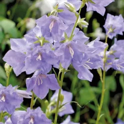 Campanula Thorina - Le pot de 10,5 cm