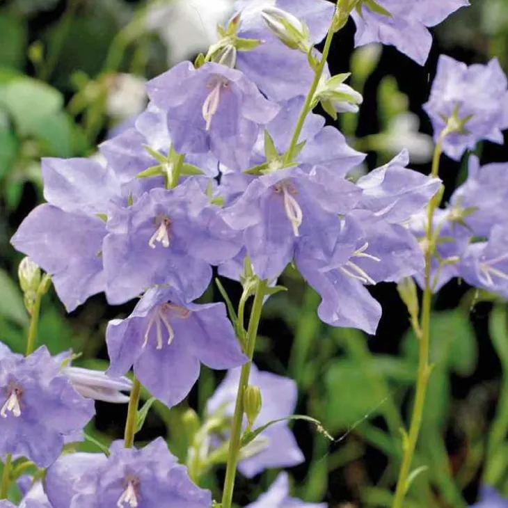 Campanula Thorina - Le pot de 10,5 cm