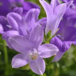 Campanule à fleurs bleues - Le pot Ø 13 cm