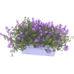 Campanule Addenda - La jardinière de 25 cm