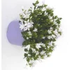 Campanule Addenda en duo de s - Le pot de 1 litre