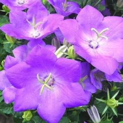 Campanule des Carpates - Le pot de 1 litre