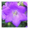 Campanule des Carpates coloris bleu. Le pot de 10,5 cm