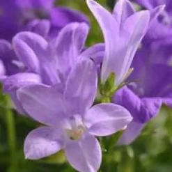 Campanule des murs - La barquette de 6 plants