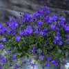 Campanule Intense Purple Ambella - La jardinière de 30 cm
