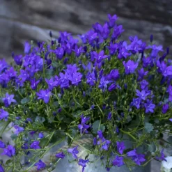 Campanule Intense Purple Ambella - La jardinière de 30 cm