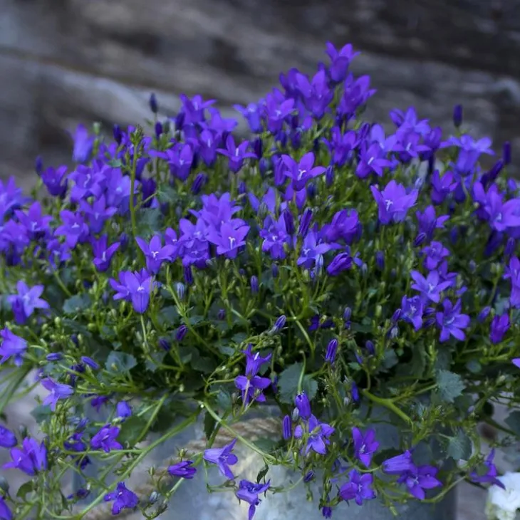 Campanule Intense Purple Ambella - La jardinière de 30 cm