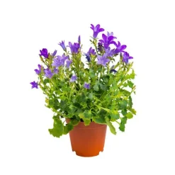 Campanule mix Ø 6cm