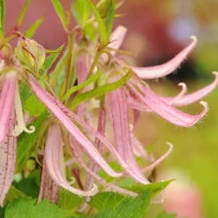 Campanule Pink Octopus - Le pot de 2 litres