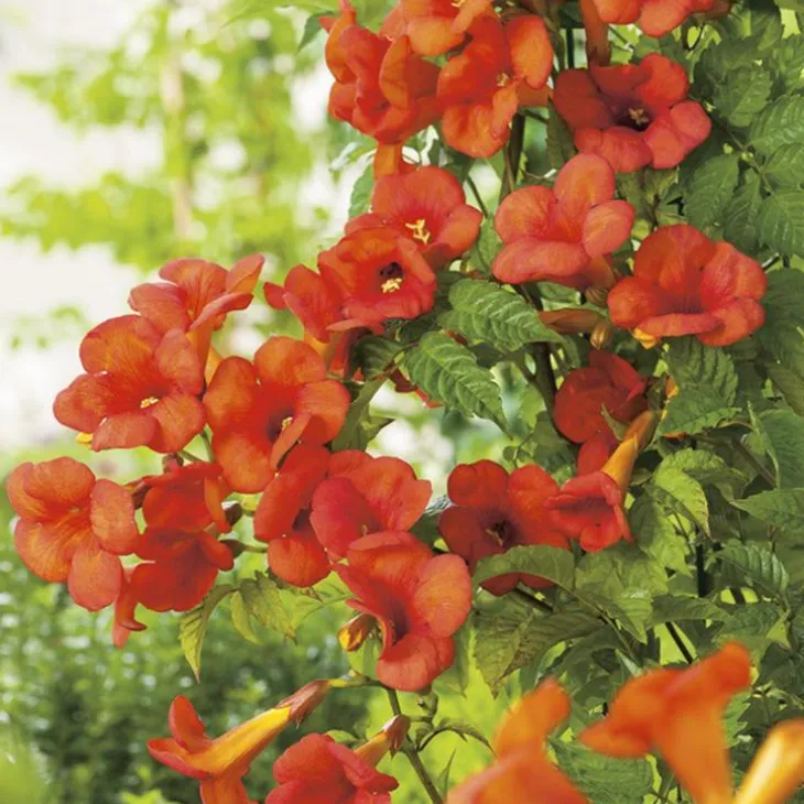 CAMPSIS MADAME GALEN. Le pot de 6 litres