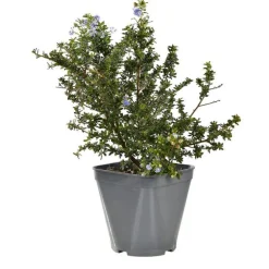 Céanothe persistant (Ceanothus) ou Lilas de Californie coloris bleu Fleurs de France. Le pot de 4 litres.