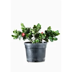 Carissa ou Prunier du Natal. Le pot de 3 litres