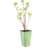 Cassis Little Black Sugar Bio. Le pot de 2 litres
