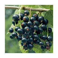Cassis Little Black Sugar Bio. Le pot de 2 litres