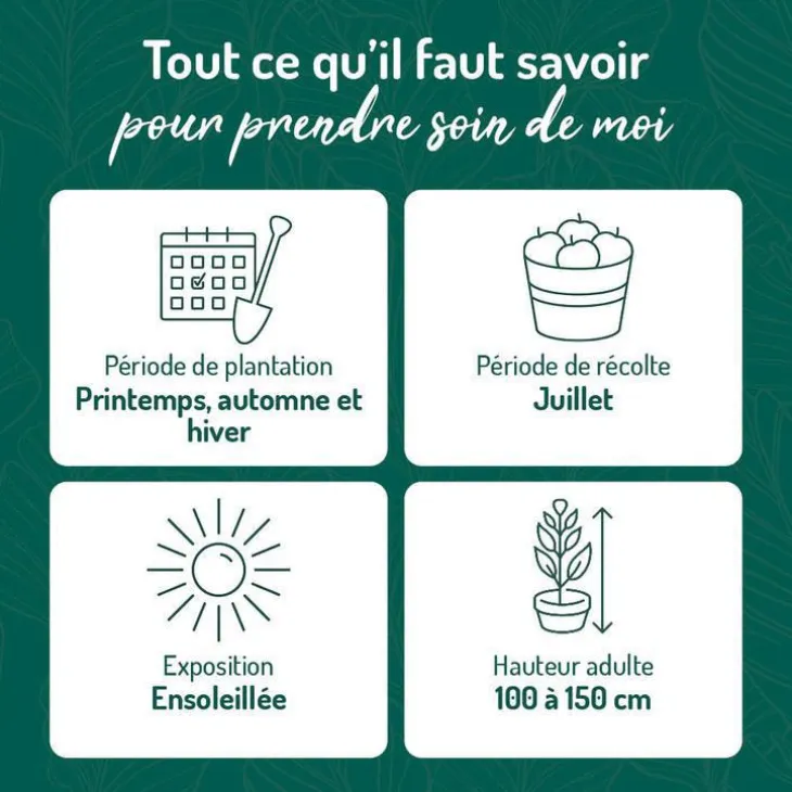 Cassissier Andega Bio. Le pot de 2 litres