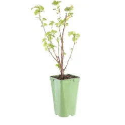 Cassissier Andega Bio. Le pot de 2 litres