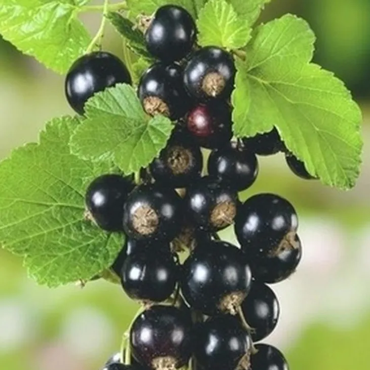 Cassissier Andega Bio. Le pot de 5 litres