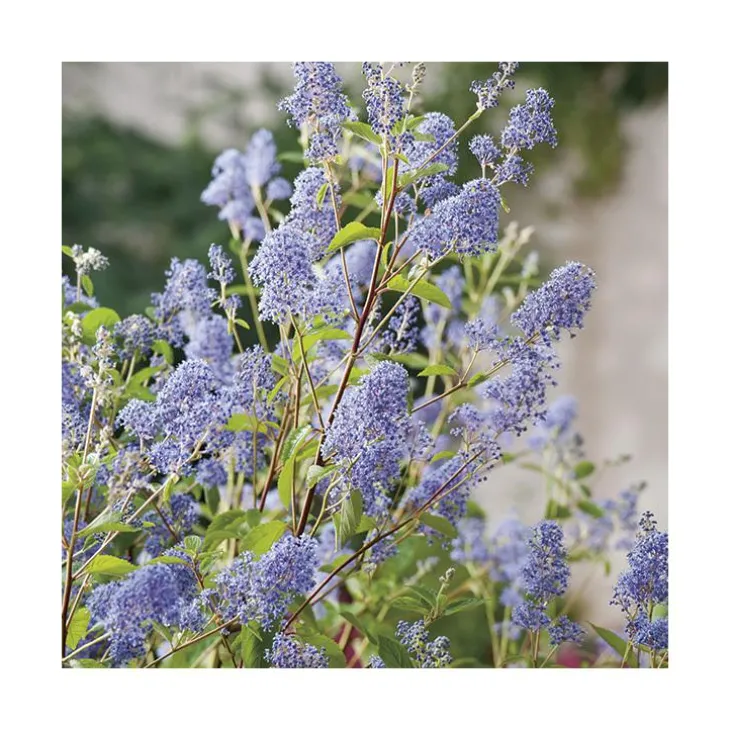Ceanothe (CEANOTHE GLOIRE DE VERSAILLES), en pot de 7 litres