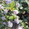Ceanothe Repens. Le pot de 3 litres