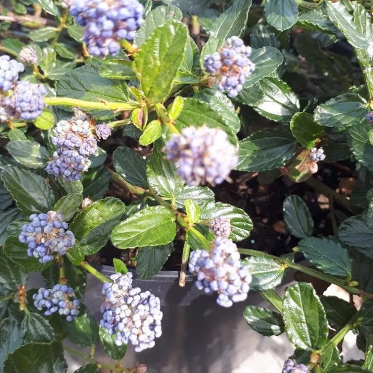Ceanothe Repens. Le pot de 3 litres