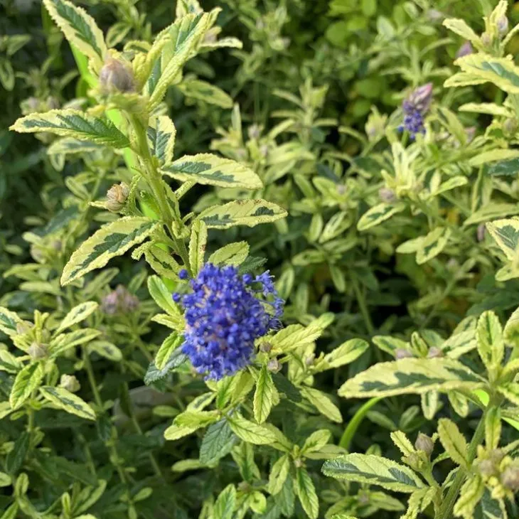 Ceanothe Thyrsiflorus El Dorado. Le pot de 4 litres