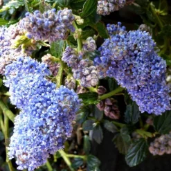 Ceanothe Thyrsiflorus en pot de 7 litres