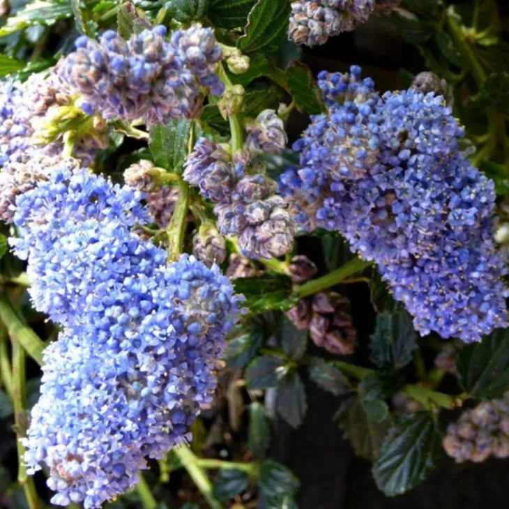 Ceanothe Thyrsiflorus en pot de 7 litres