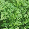 Cerfeuil Bio. Le pot de 1 litre