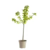Cerisier Big. De La St Jean ® Gardel Bio. Le pot de 12 litres forme gobelet