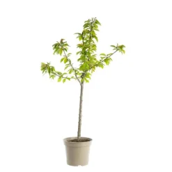 Cerisier Big. De La St Jean ® Gardel Bio. Le pot de 12 litres forme gobelet
