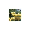 Cerisier Big. Starck Gold. En racine nue, forme 1/2 tige