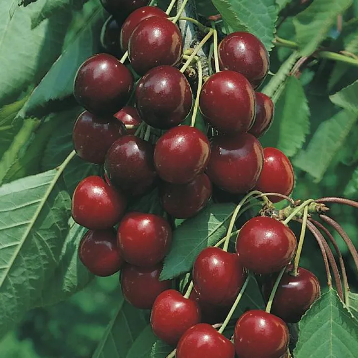 Cerisier Burlat Bio. Le pot de 12 litres
