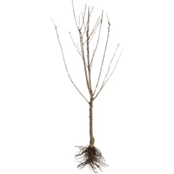 Cerisier St Antoine® Poisdel. En racine nue, forme gobelet