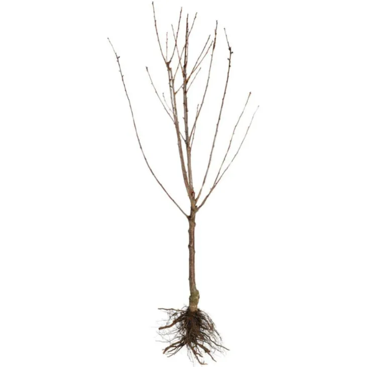 Cerisier St Antoine® Poisdel. En racine nue, forme gobelet
