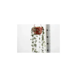 Ceropegia Woodii suspension Ø14xH40 cm